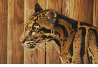2 Bölümden Oluşan ‘Tampa’nın Sırları Özel’, 19 ve 26 Mayıs Pazartesi Günleri 20.00’de National Geographic WILD Ekranlarında!