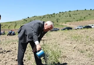 Nilüfer Belediyesi Konaklı’ya 800 zeytin fidanı dikti