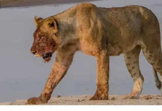 ‘Afrika’nın Nehir Devleri’ 9 Ağustos Cumartesi 20.00’de National Geographic WILD Ekranlarında İzleyicilerle Buluşuyor!