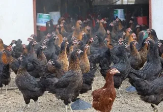 Büyükşehir, yüzde 50 hibeli 16 bin tavuk dağıttı