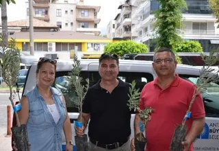 Büyükşehir’den üreticiye zeytin fidanı desteği