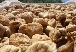 Kuru incirde aflatoksin ve okratoksinle mücadele için üreticilere 19 bin kerevet dağıtıldı