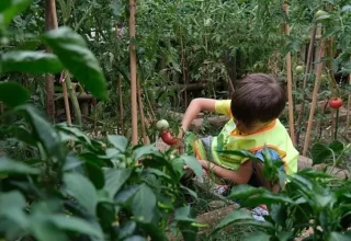 Lokomotif Çocuk Köyü’nde hasat sevinci