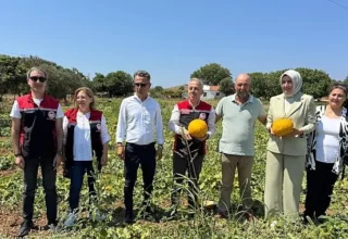 Meşhur Çeşme Kavununda Hasat Zamanı