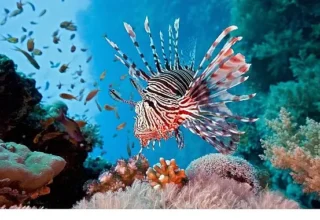 Vahşi Kıyılar Kuşağı’na Özel ‘Resif Avcıları’, 10 Ağustos Pazar 20.00’de National Geographic WILD Ekranlarında!