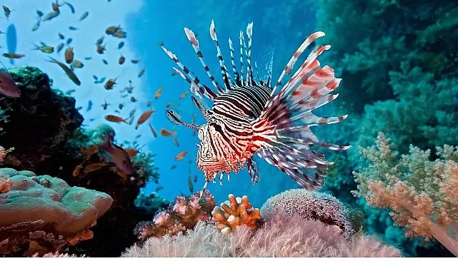 Vahşi Kıyılar Kuşağı’na Özel ‘Resif Avcıları’, 10 Ağustos Pazar 20.00’de National Geographic WILD Ekranlarında!