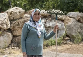 Yenişehir Belediyesinin desteğiyle safran üreticisi sayısı artıyor